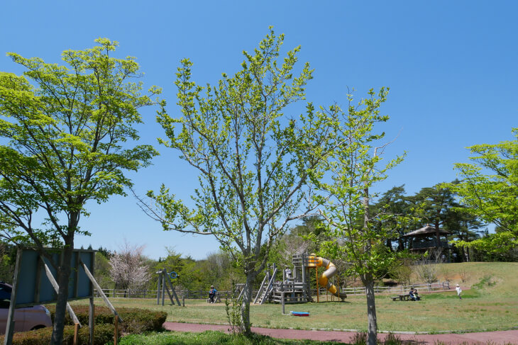 石川県健康の森　芝生広場画像