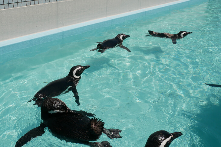 水辺のふれあい遊園のペンギンプールで泳ぐペンギン画像